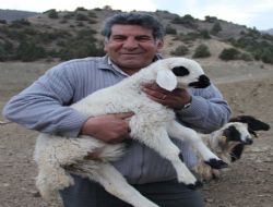 3 ayaklı kuzu herkesi şaşırttı 